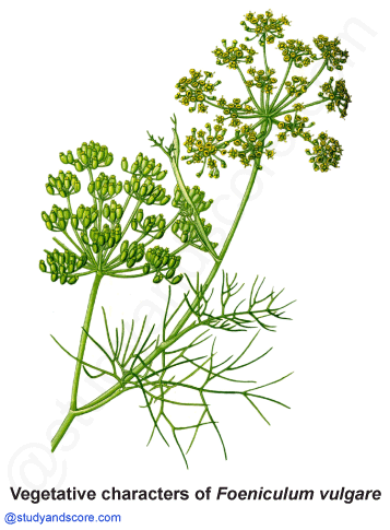 Apiaceae, vegetative characters, Foeniculum vulgare, Somph,  Carrot family, parsley family